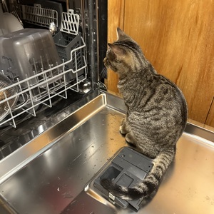 Fundraising Page: Karen Tips